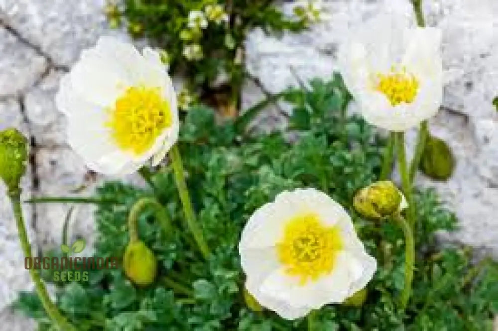 Papaver Sendtneri Seeds For Exquisite Garden Blooms | Rare Perennial Flower Gardening Enthusiasts