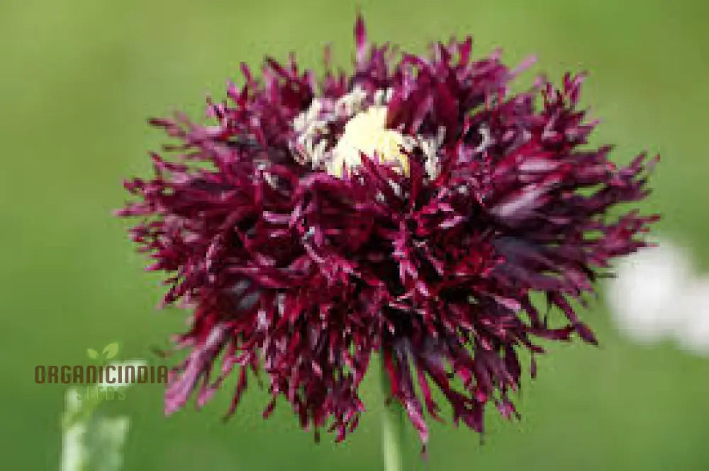 Papaver Somniferum â€™Black Swanâ€™ Seeds For Stunning Garden Blooms | Rare Opium Poppy Variety