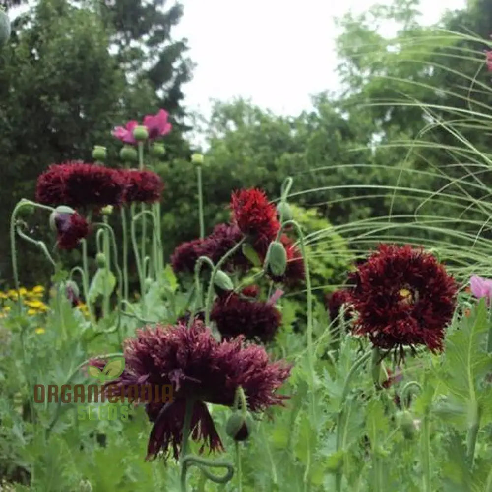 Papaver Somniferum â€™Black Swanâ€™ Seeds For Stunning Garden Blooms | Rare Opium Poppy Variety