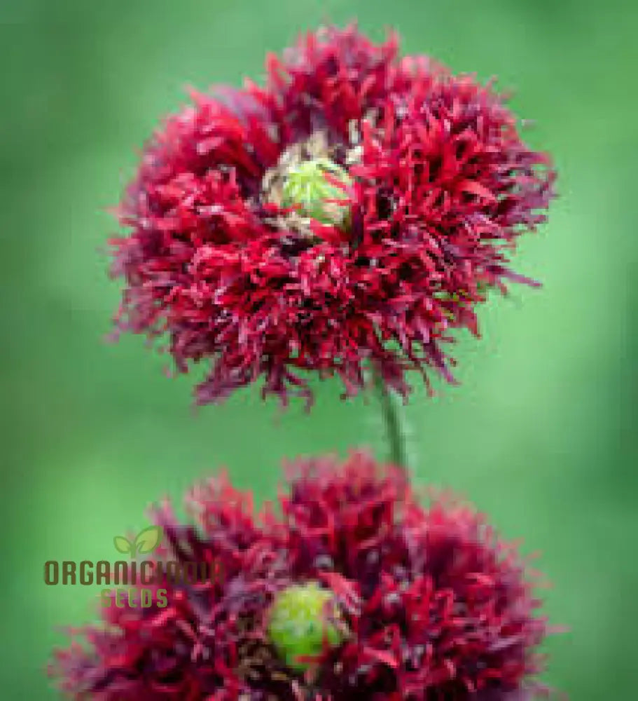 Papaver Somniferum â€™Black Swanâ€™ Seeds For Stunning Garden Blooms | Rare Opium Poppy Variety