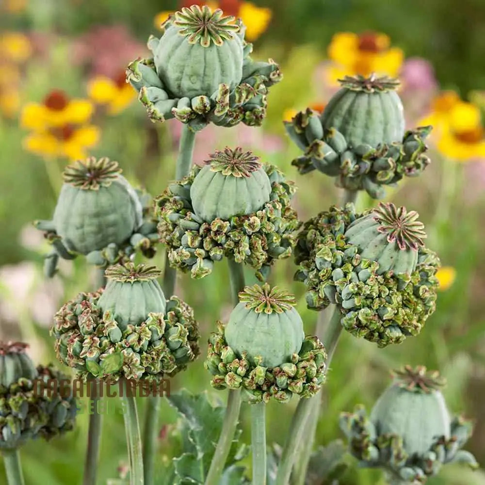 Papaver Somniferum â€™Hens And Chickensâ€™ Seeds For Exquisite Garden Blooms | High-Quality Gardening