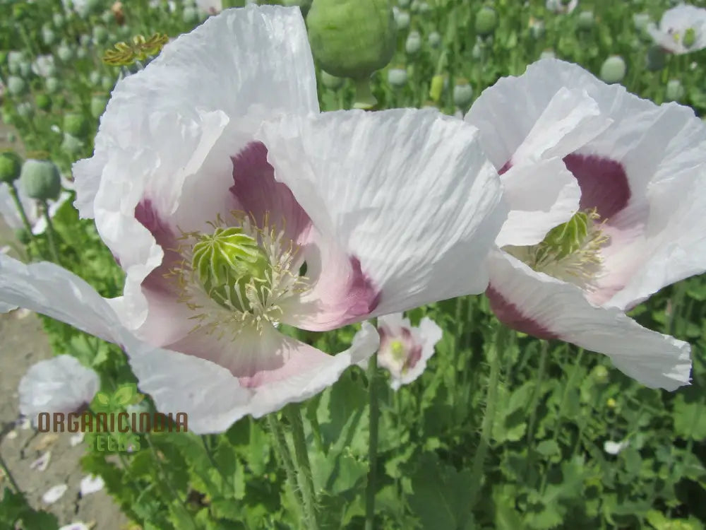 Papaver Somniferum â€™Maanzaadâ€™ Seeds - Premium Dutch Poppy For Beautiful Garden Blooms And Seed