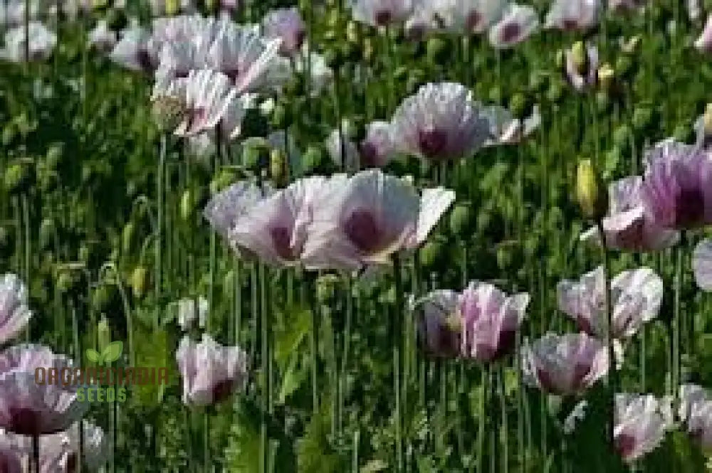 Papaver Somniferum â€™Maanzaadâ€™ Seeds - Premium Dutch Poppy For Beautiful Garden Blooms And Seed