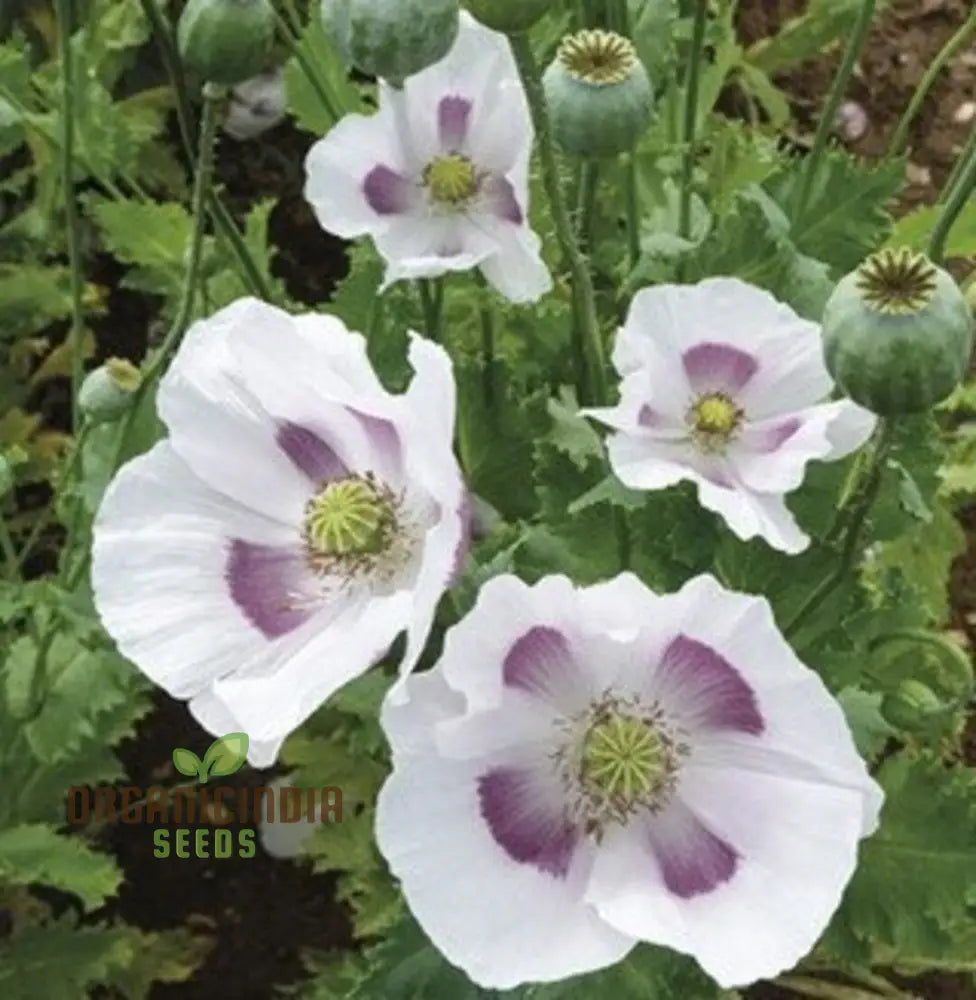 Papaver Somniferum â€™Maanzaadâ€™ Seeds - Premium Dutch Poppy For Beautiful Garden Blooms And Seed