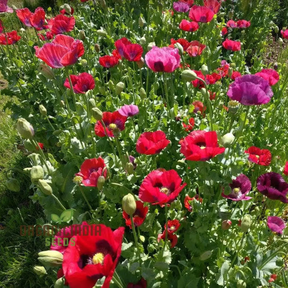 Papaver Somniferum Summer Blaze Seeds For Vibrant Gardens | High-Quality Flower Summer Blooms And