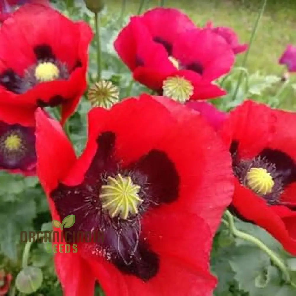 Papaver Somniferum Summer Blaze Seeds For Vibrant Gardens | High-Quality Flower Summer Blooms And