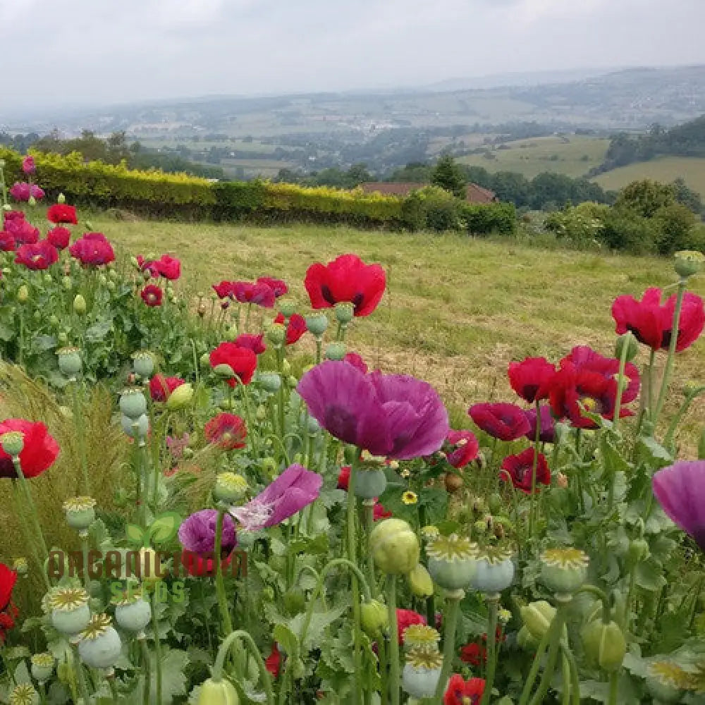 Papaver Somniferum Summer Blaze Seeds For Vibrant Gardens | High-Quality Flower Summer Blooms And