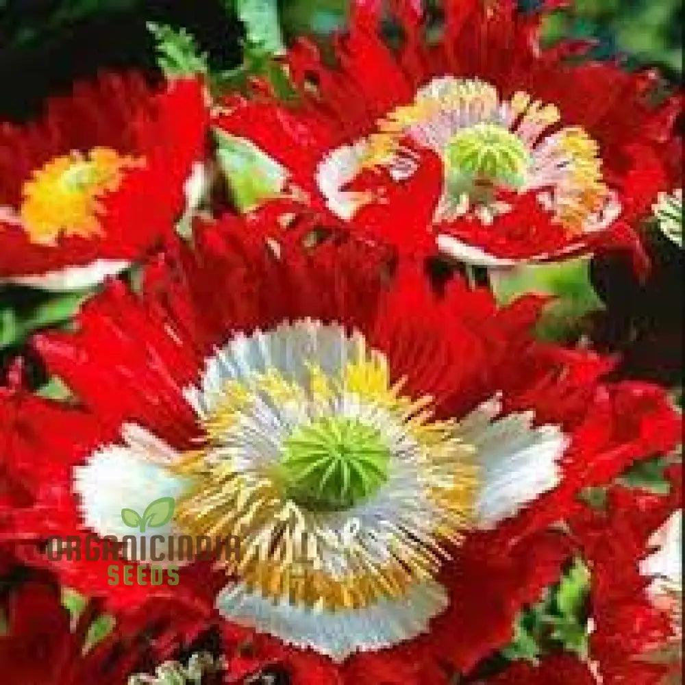 Papaver Somniferum Ultimate Mixture Seeds For Spectacular Gardening: Premium Quality Vibrant Blooms