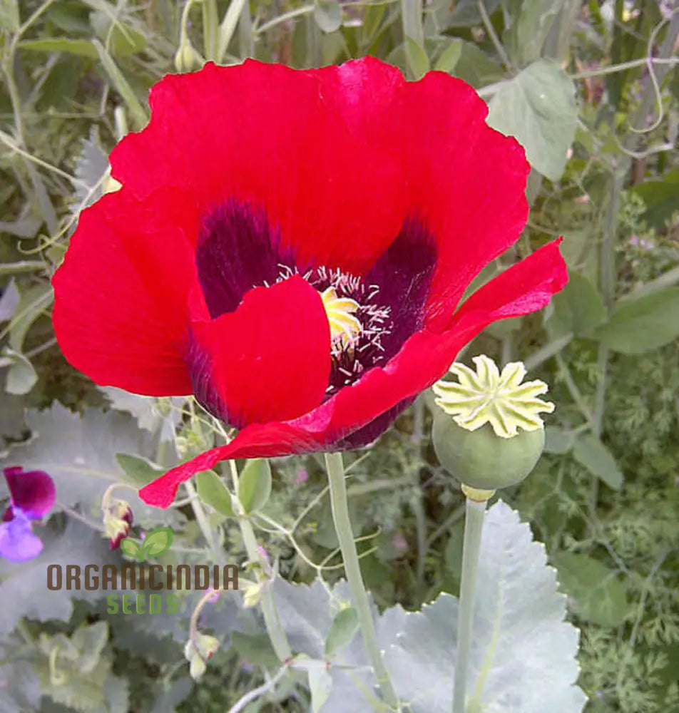 Papaver Somniferum Ultimate Mixture Seeds For Spectacular Gardening: Premium Quality Vibrant Blooms