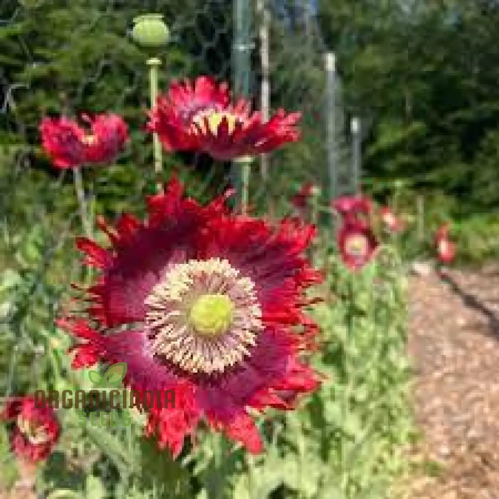 Papaver Somniferum Ultimate Mixture Seeds For Spectacular Gardening: Premium Quality Vibrant Blooms