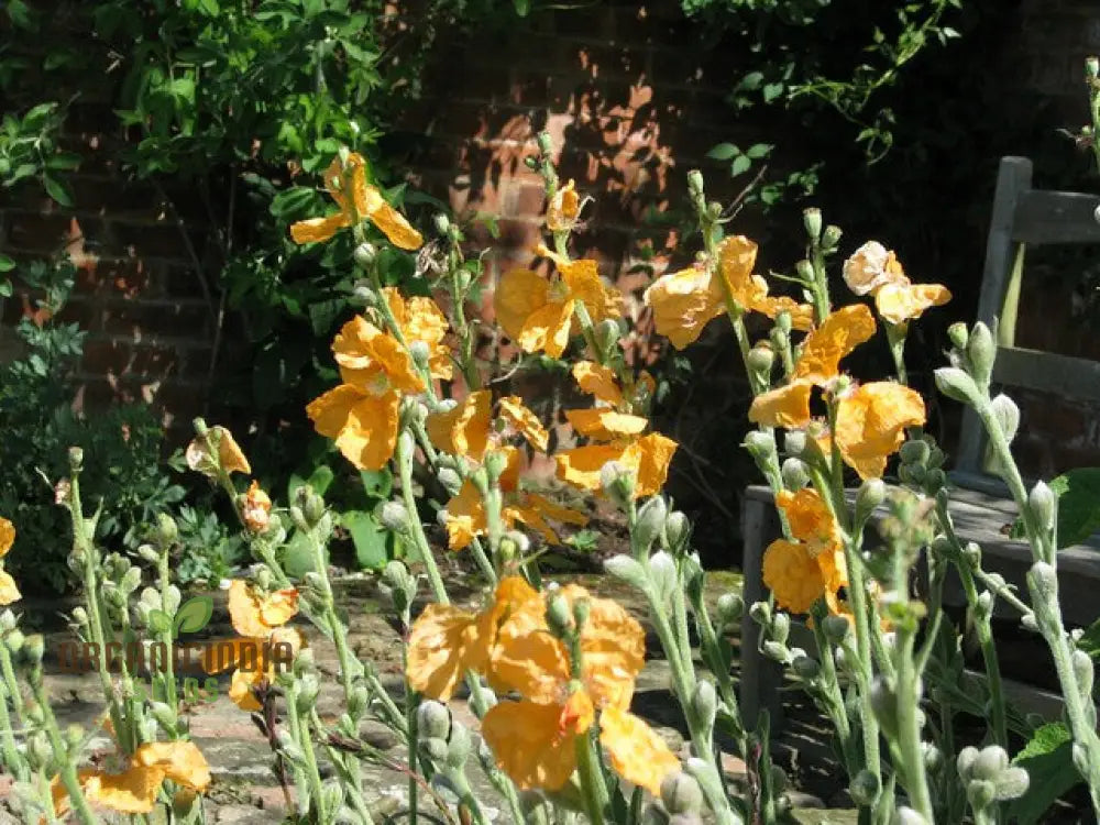 Papaver Spicatum Seeds For Gardening Enthusiasts | Premium Quality Vibrant Blooms Perfect Flower