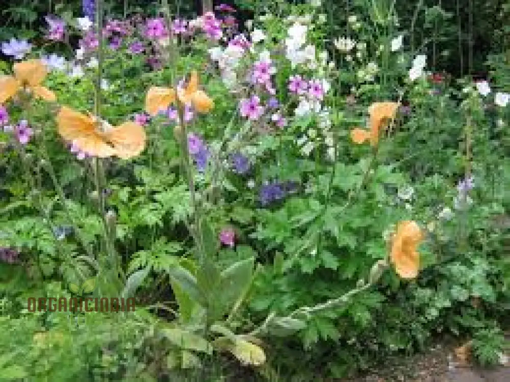 Papaver Spicatum Seeds For Gardening Enthusiasts | Premium Quality Vibrant Blooms Perfect Flower