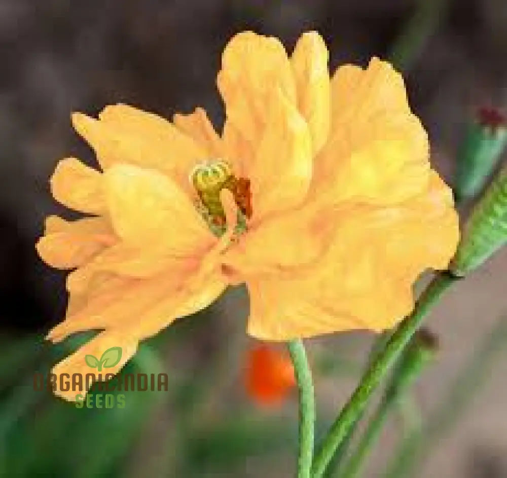 Papaver Spicatum Seeds For Gardening Enthusiasts | Premium Quality Vibrant Blooms Perfect Flower