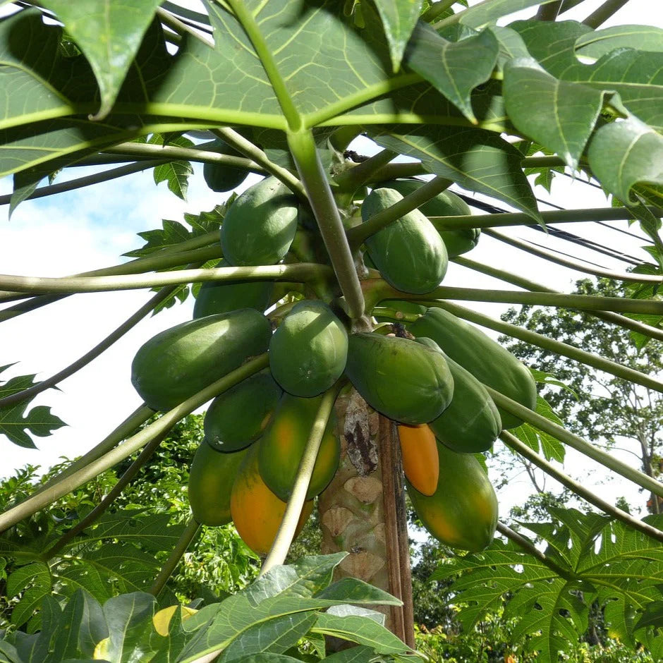 Kapoho Solo Papaya Seeds for Planting – Sweet Hawaiian Tropical Fruit