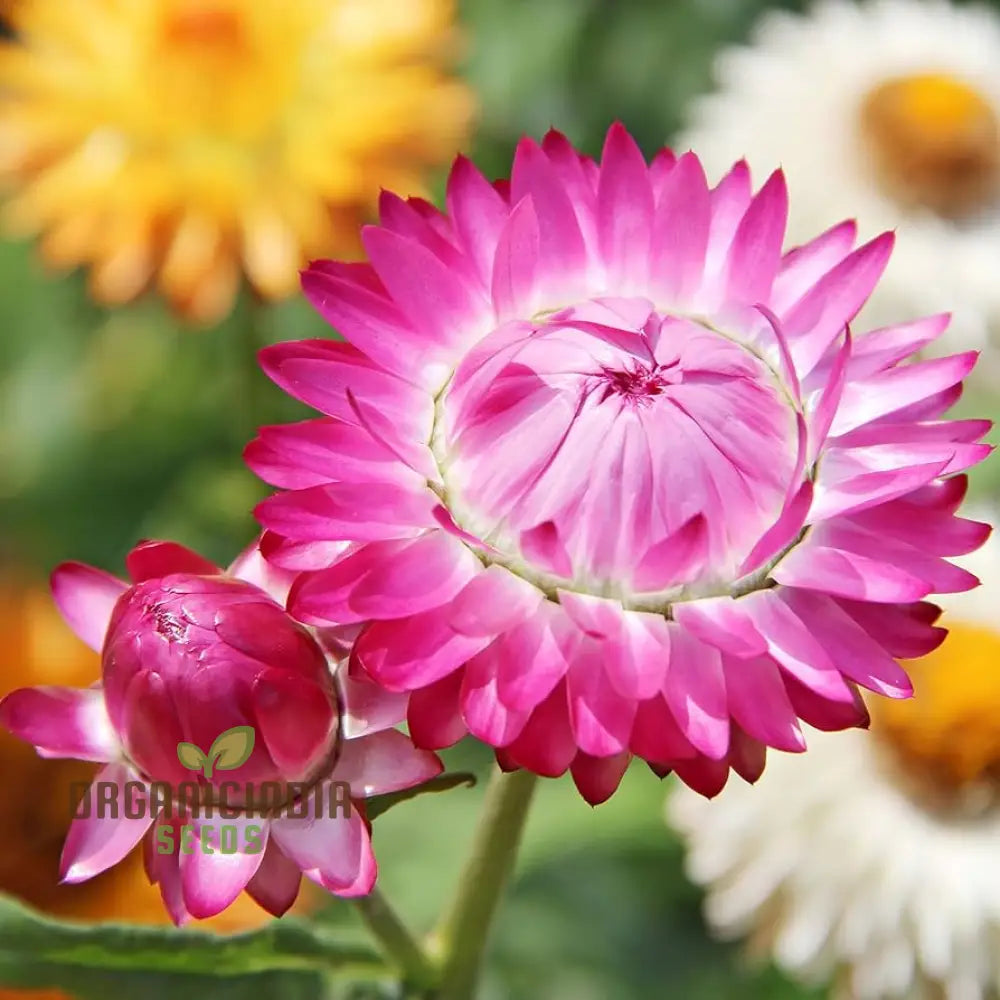 Paper Flower Mix (Helichrysum) Seeds For Planting - Colorful Variety Easy To Grow