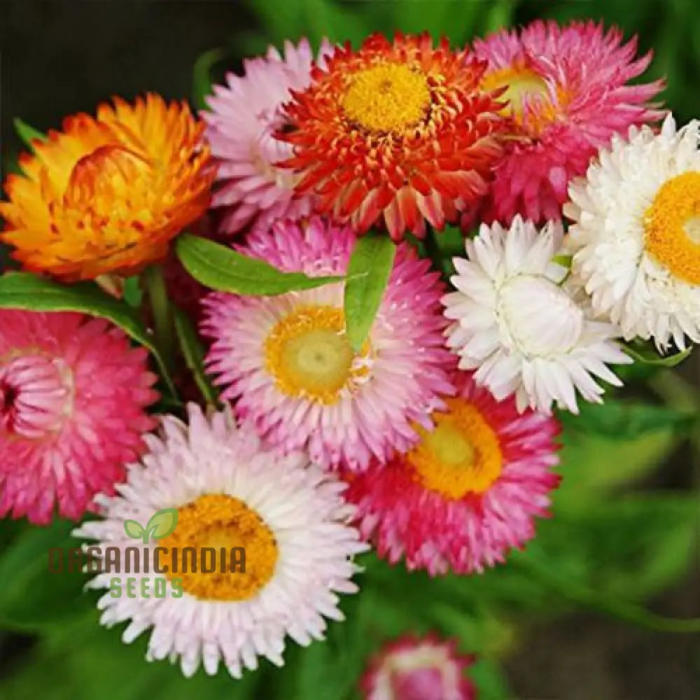 Paper Flower Mix (Helichrysum) Seeds For Planting - Colorful Variety Easy To Grow