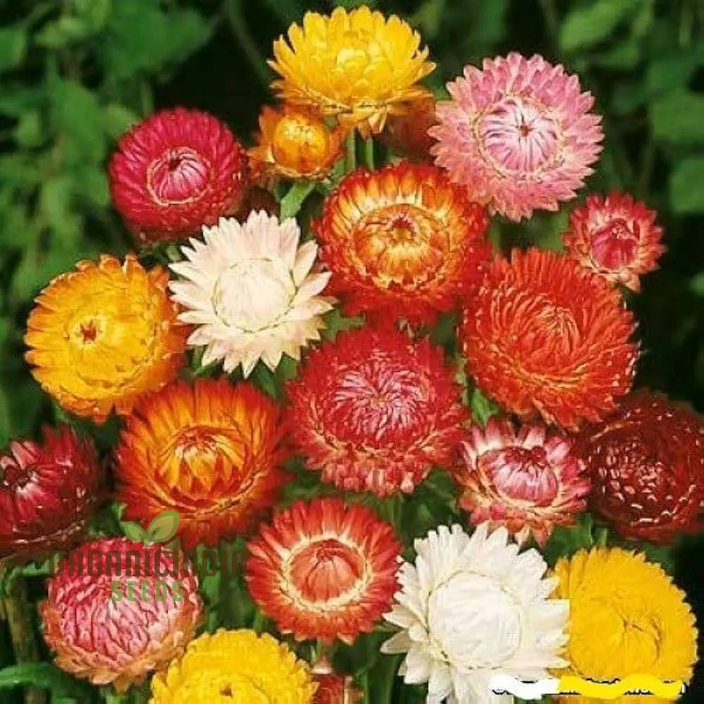 Paper Flower Mix (Helichrysum) Seeds For Planting - Colorful Variety Easy To Grow