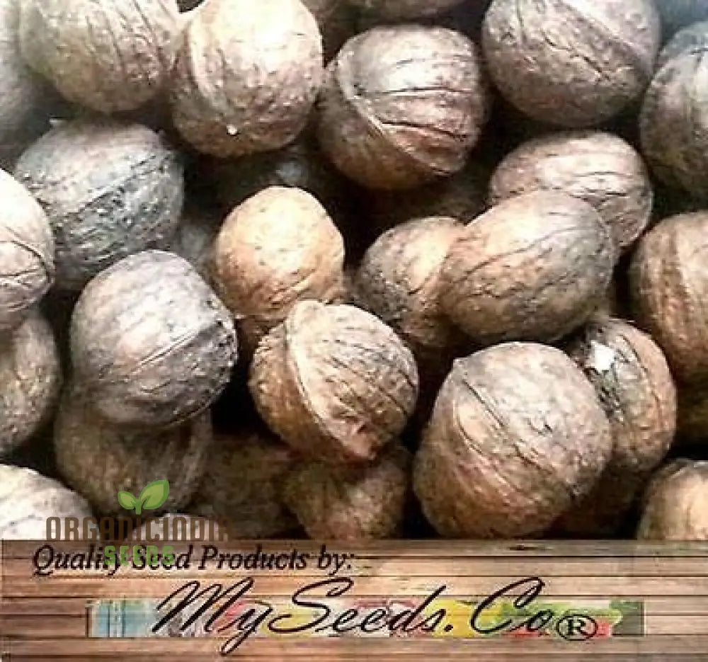 Paradox Walnut Tree Seeds 5Pcs Fresh Pack Of 5 Seed Packet