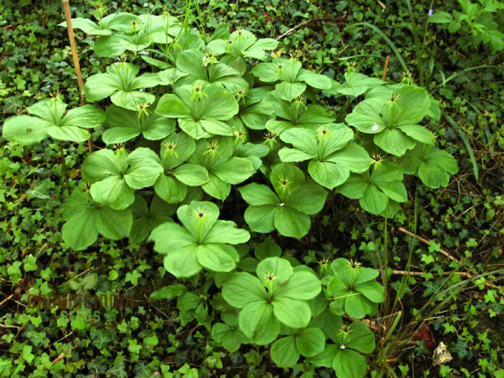 Paris Quadrifolia Seeds For Unique And Enchanting Gardens - Perfect Gardening Enthusiasts Seeking