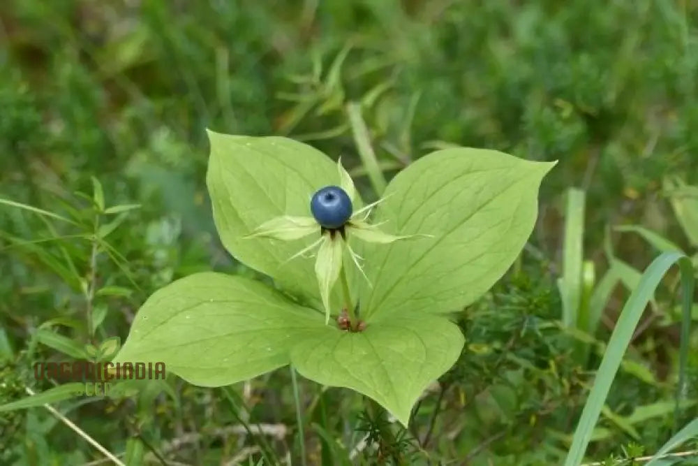 Paris Quadrifolia Seeds For Unique And Enchanting Gardens - Perfect Gardening Enthusiasts Seeking