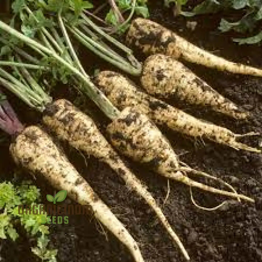 Parsnip Gladiator F1 Vegetable Seeds High-Yield Disease-Resistant For Your Garden