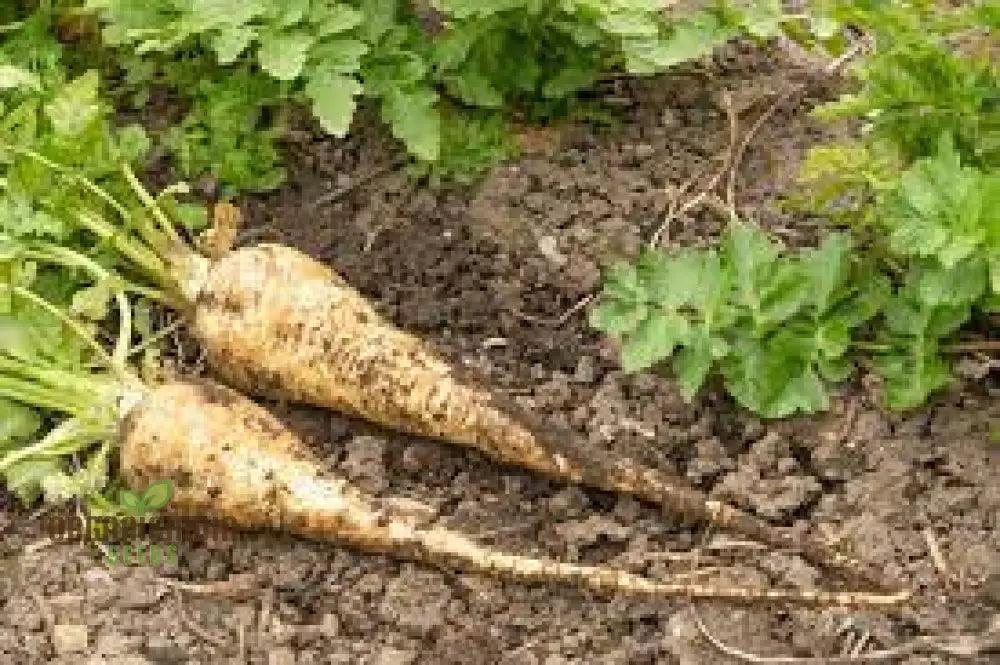 Parsnip Gladiator F1 Vegetable Seeds High-Yield Disease-Resistant For Your Garden