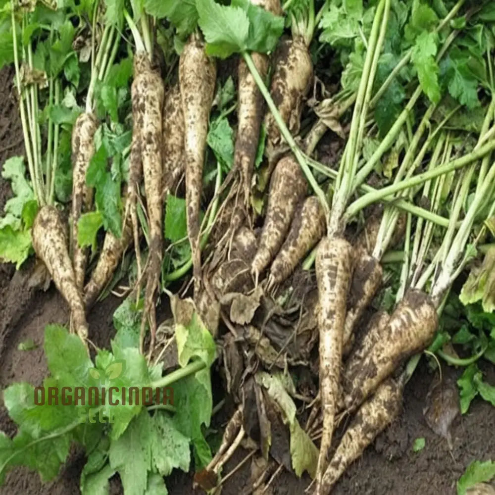 Parsnip Gladiator F1 Vegetable Seeds High-Yield Disease-Resistant For Your Garden