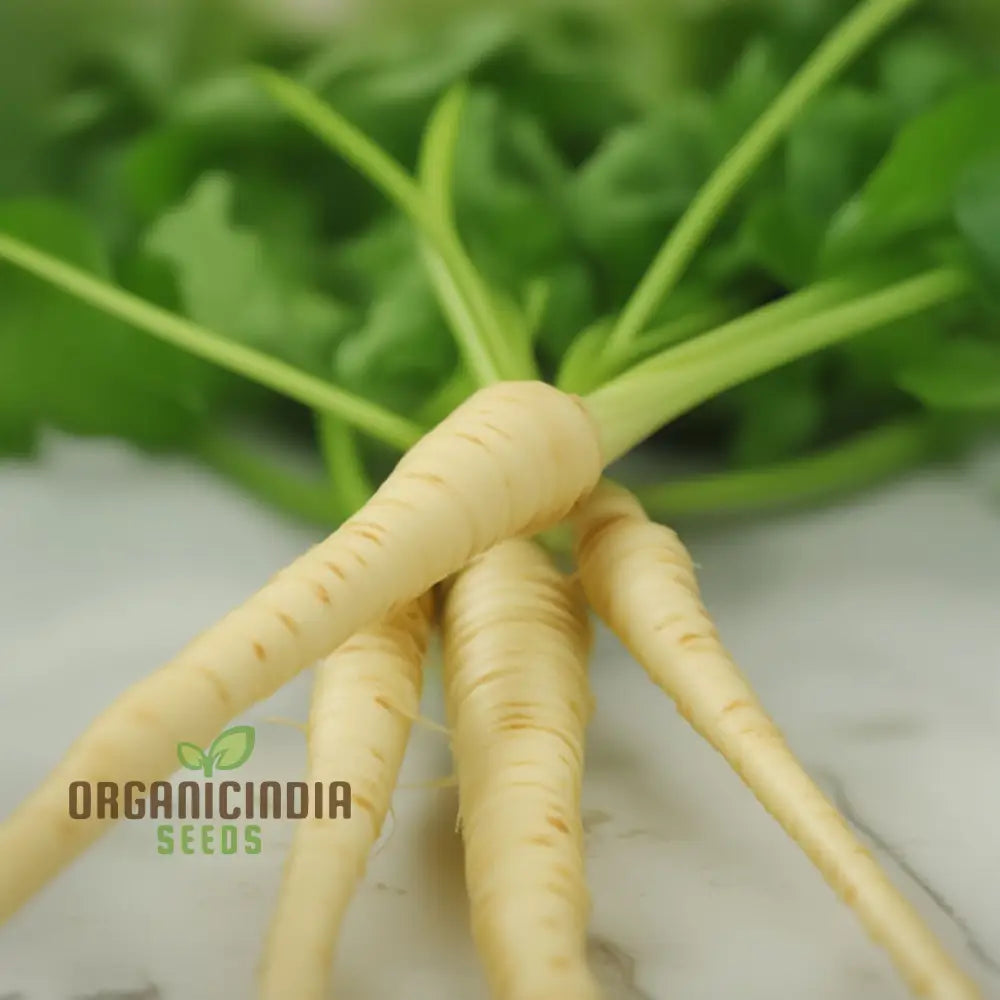 Parsnip Hollow Vegetable Seeds For A Flavorful And Nutritious Harvest