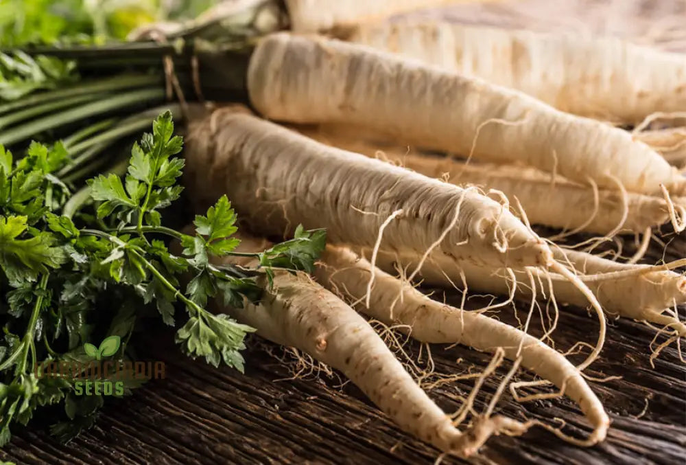 Parsnip Hollow Vegetable Seeds For A Flavorful And Nutritious Harvest