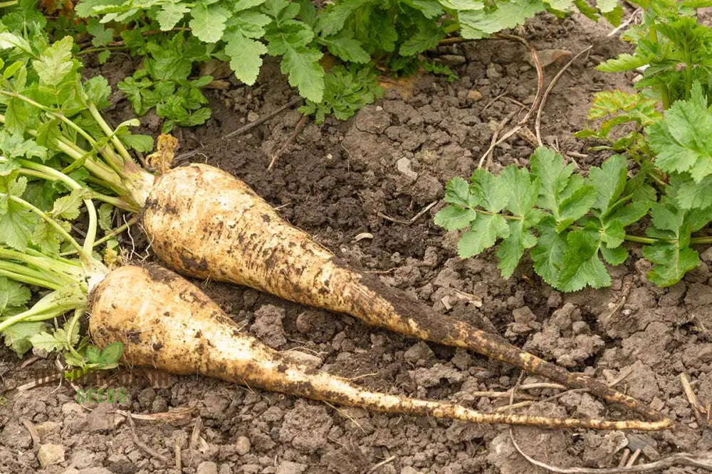 Parsnip Hollow Vegetable Seeds For A Flavorful And Nutritious Harvest