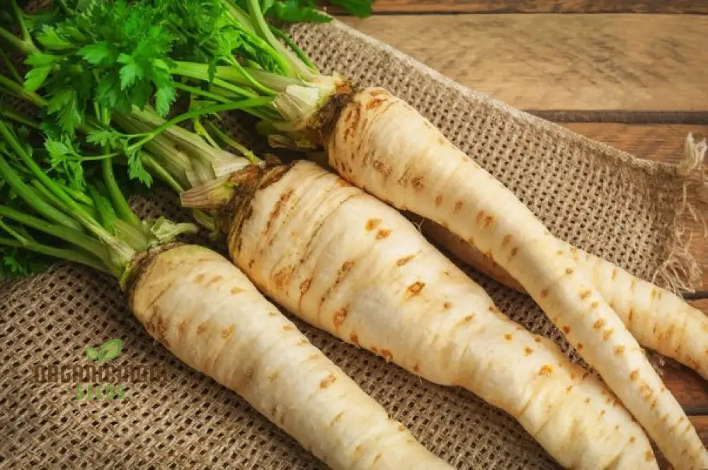 Parsnip Imperial Crown Vegetable Seeds For Planting And Home Gardening