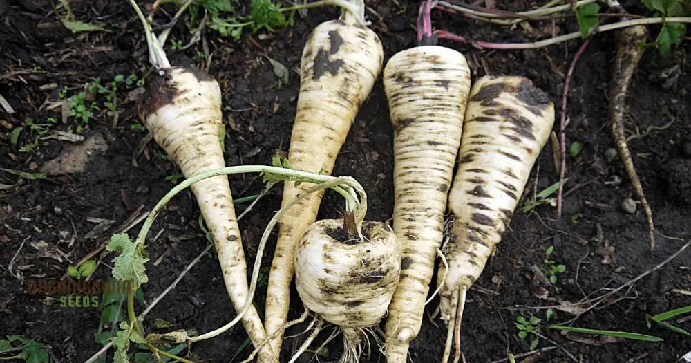 Parsnip Imperial Crown Vegetable Seeds For Planting And Home Gardening