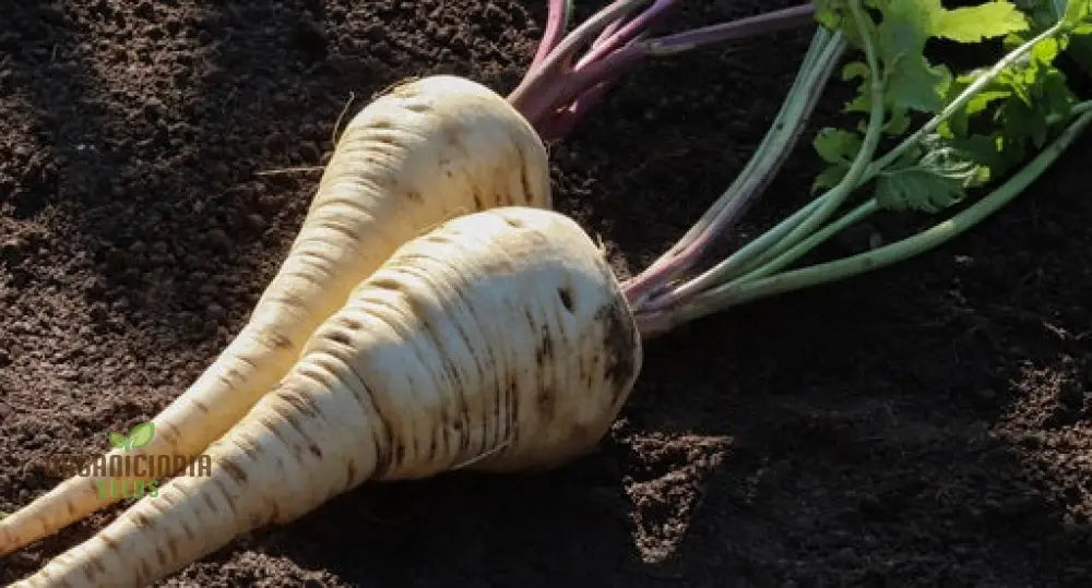 Parsnip Imperial Crown Vegetable Seeds For Planting And Home Gardening