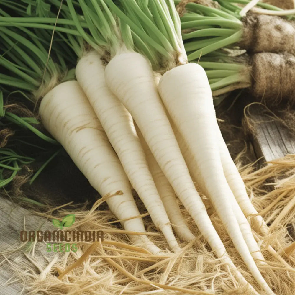 Parsnip Sabre F1 Vegetable Seeds Cultivating Vigorous And Flavorful Parsnips With Proven Planting