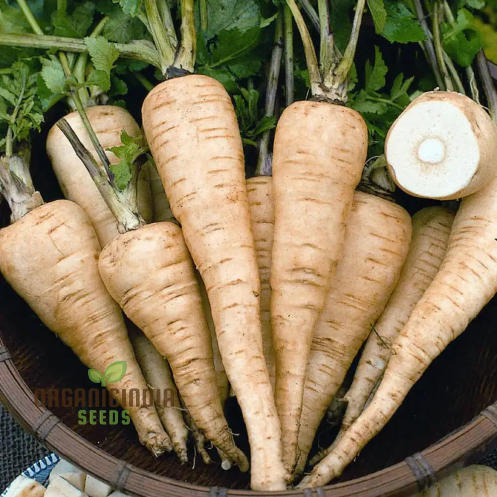 Parsnip Sabre F1 Vegetable Seeds Cultivating Vigorous And Flavorful Parsnips With Proven Planting