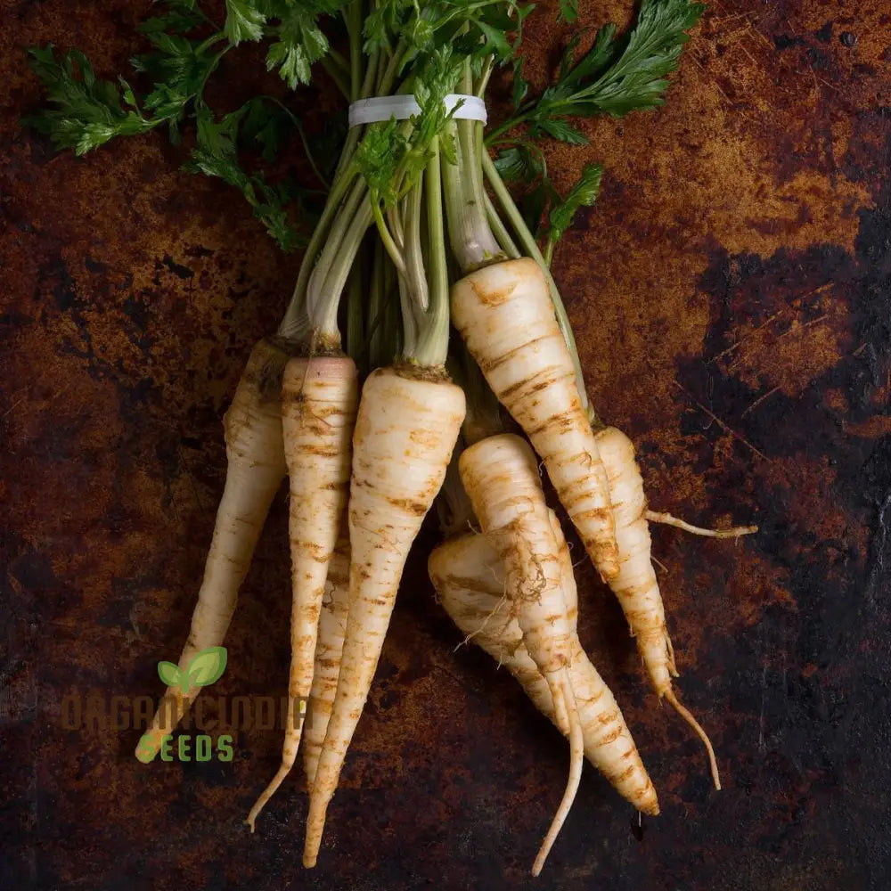 Parsnip Sabre F1 Vegetable Seeds Cultivating Vigorous And Flavorful Parsnips With Proven Planting