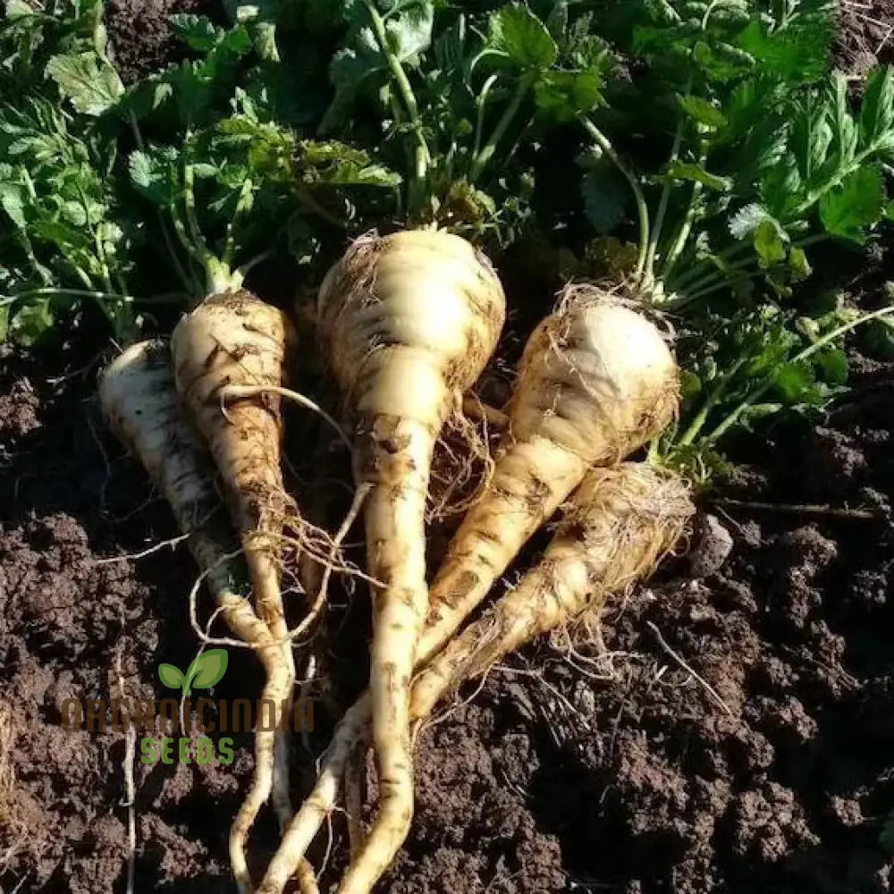 Parsnip Sabre F1 Vegetable Seeds Cultivating Vigorous And Flavorful Parsnips With Proven Planting