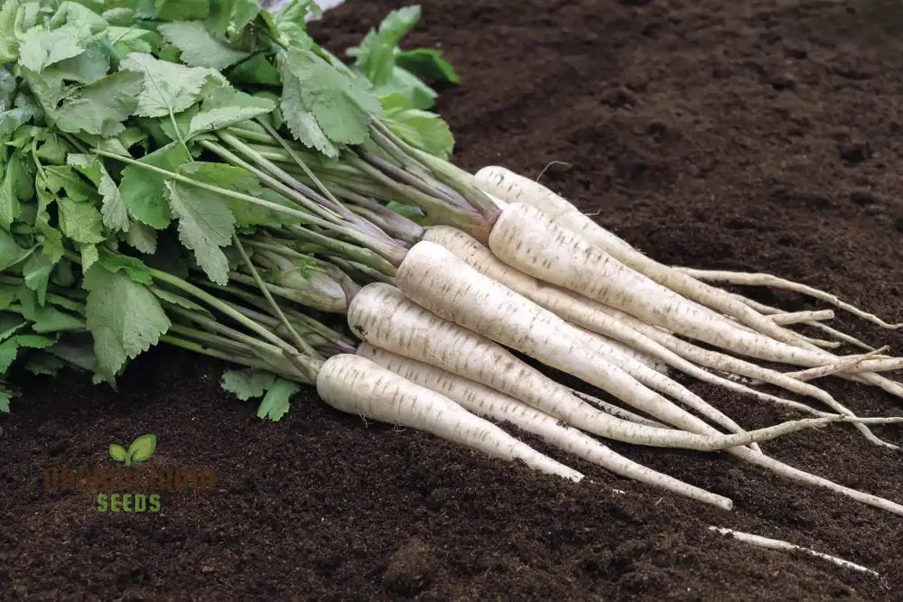 Parsnip Student Vegetable Seeds Grow Nutritious And Flavorful Parsnips With Expert Tips Techniques