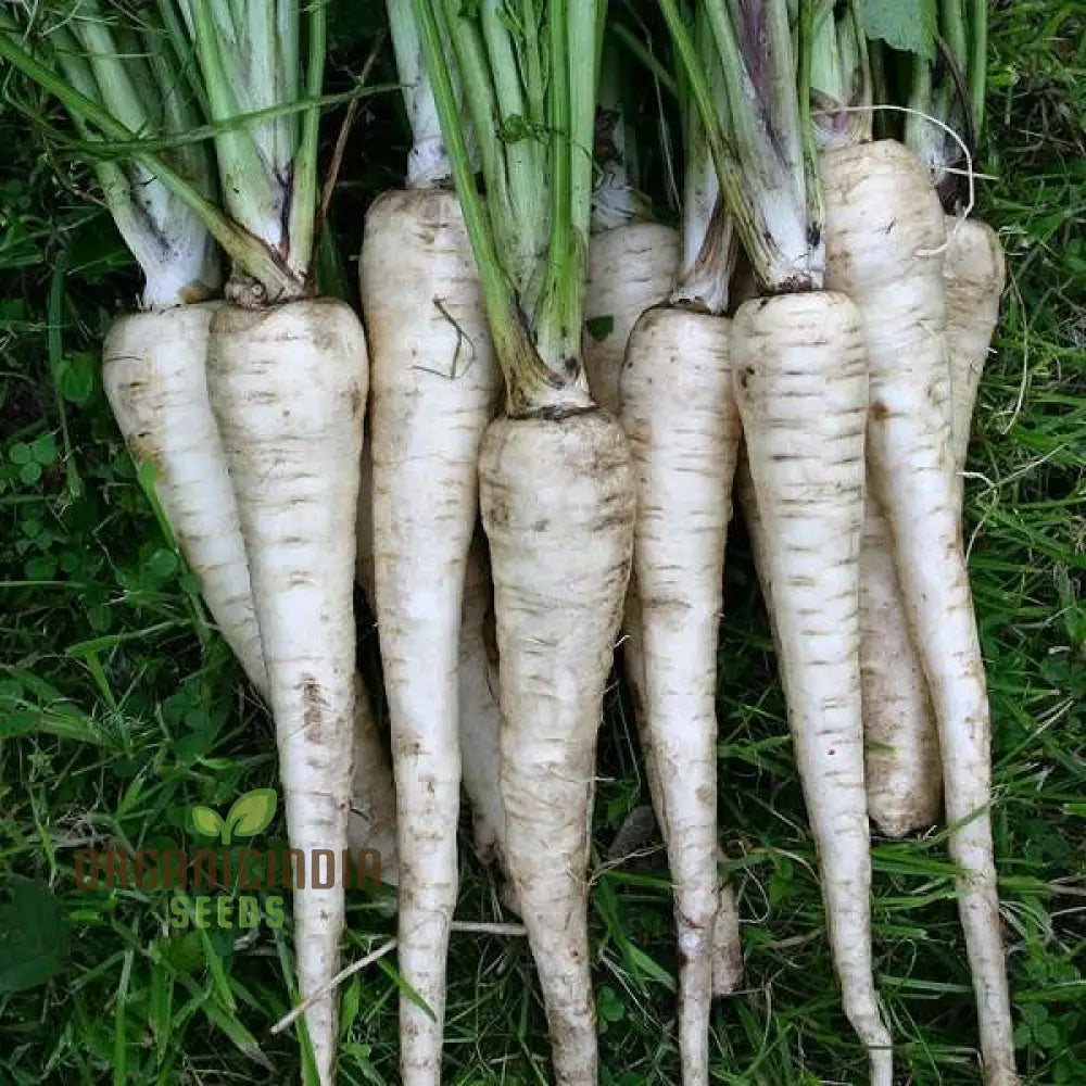 Parsnip Tender And True Vegetable Seeds Cultivate Flavorful Nutritious Parsnips With Expert Tips