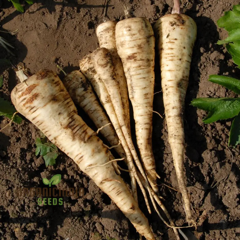 Parsnip Tender And True Vegetable Seeds Cultivate Flavorful Nutritious Parsnips With Expert Tips