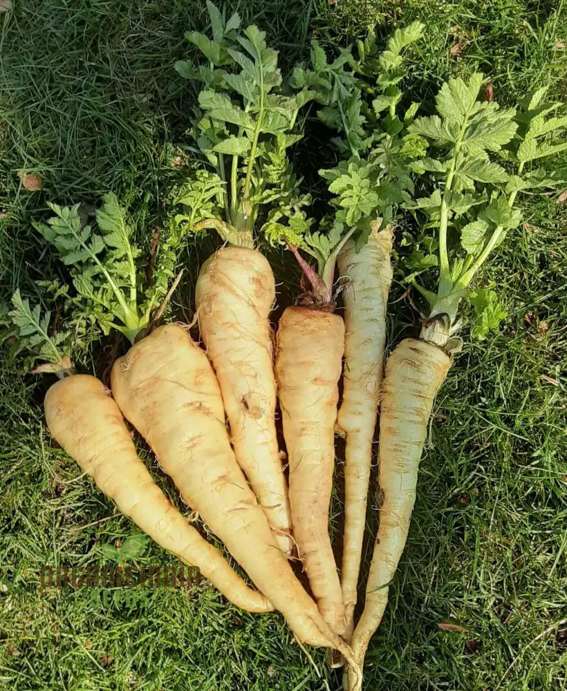 Parsnip Tender And True Vegetable Seeds Cultivate Flavorful Nutritious Parsnips With Expert Tips