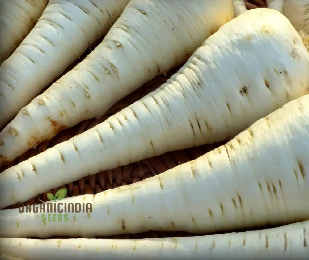 Parsnip Tender And True Vegetable Seeds Cultivate Flavorful Nutritious Parsnips With Expert Tips