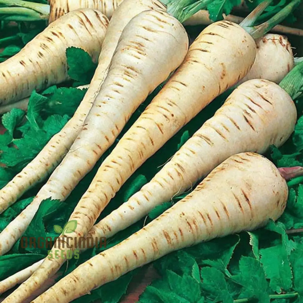 Parsnip Tender And True Vegetable Seeds Heirloom Vegetable For Home Gardening High Germination Rate