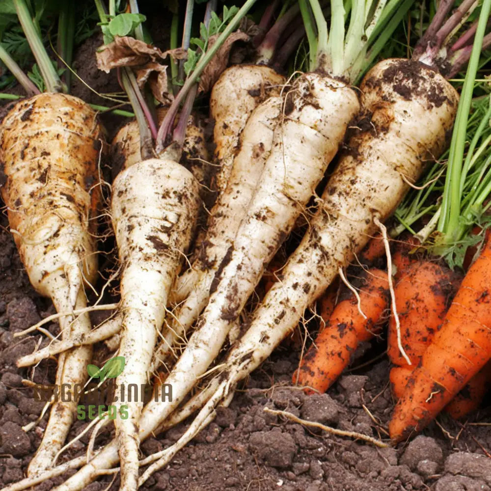 Parsnip Tender And True Vegetable Seeds Heirloom Vegetable For Home Gardening High Germination Rate