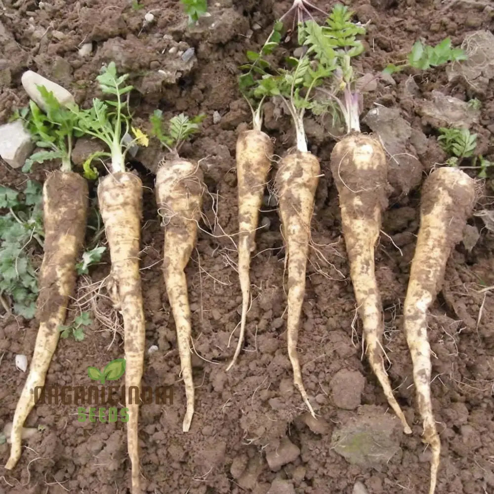 Parsnip Tender And True Vegetable Seeds Heirloom Vegetable For Home Gardening High Germination Rate