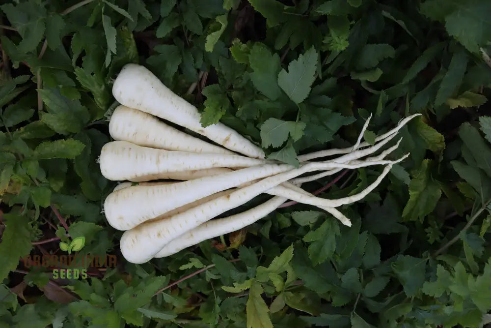 Parsnip Victor F1 Vegetable Seeds Cultivate Robust And Flavorful Parsnips With Expert Tips For