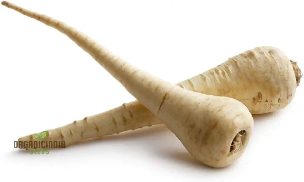 Parsnip Victor F1 Vegetable Seeds Cultivate Robust And Flavorful Parsnips With Expert Tips For