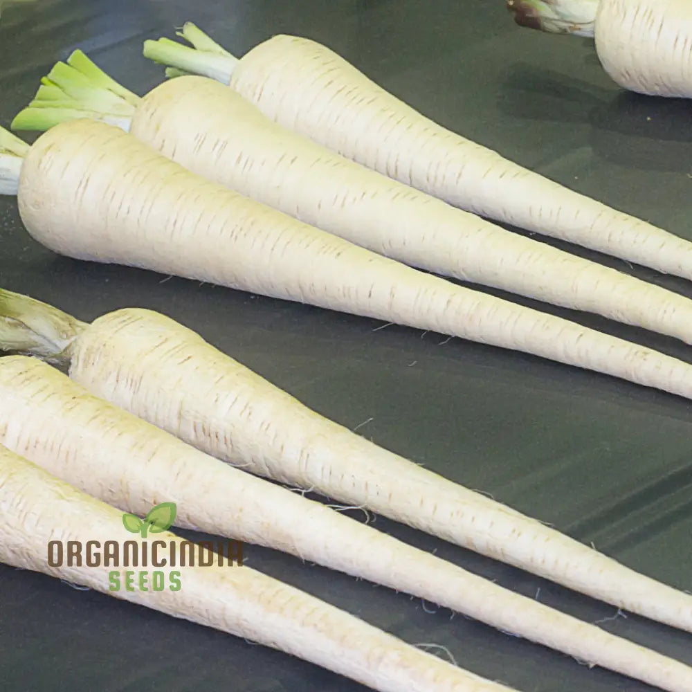 Parsnip Victor F1 Vegetable Seeds Cultivate Robust And Flavorful Parsnips With Expert Tips For