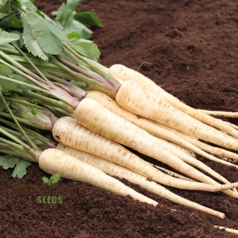 Parsnip Victor F1 Vegetable Seeds Cultivate Robust And Flavorful Parsnips With Expert Tips For