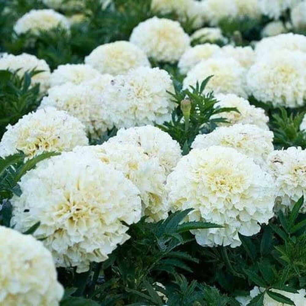 White Marigold Flower Seeds – Rare Elegant Blooms for Gardens & Bouquets